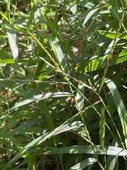 Digitaria diversinervis
