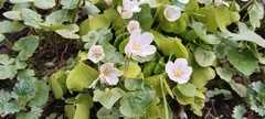 Oxalis acetosella