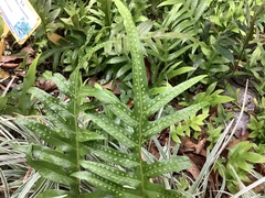 Microsorum scolopendria