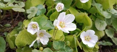 Oxalis acetosella