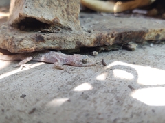 Hemidactylus turcicus