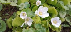 Oxalis acetosella