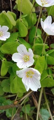 Oxalis acetosella