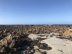 Ecklonia