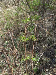 Clematis brevicaudata
