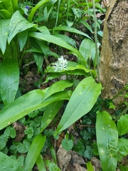 Allium ursinum