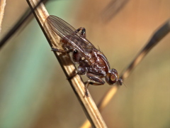 Tapeigaster nigricornis