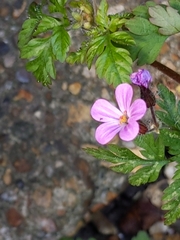 Geranium robertianum