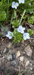 Veronica filiformis