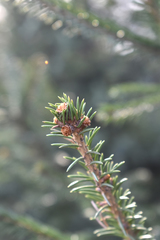 Picea obovata