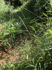 Digitaria diversinervis