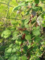 Rubus phoenicolasius