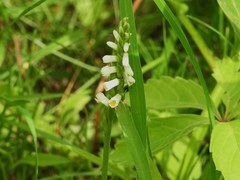 Spiranthes lucida