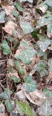 Hedera helix