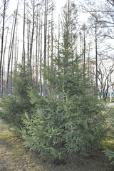 Picea obovata