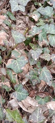 Hedera helix