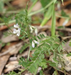 Vicia leucantha