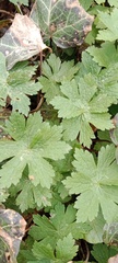 Geranium phaeum
