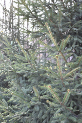Picea obovata