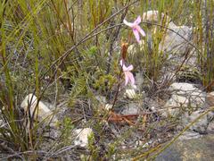 Disa bifida