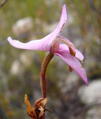 Disa bifida