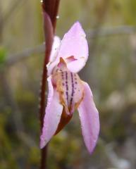 Disa bifida