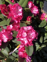 Rhododendron