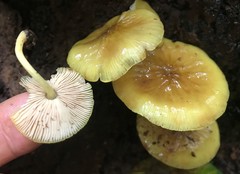 Pluteus chrysophaeus