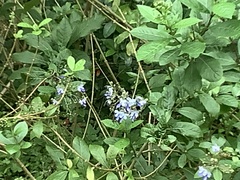 Rotheca myricoides