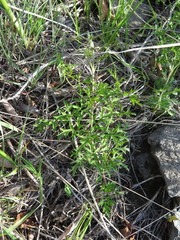 Clematis aethusifolia latisecta