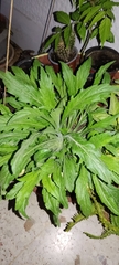 Magnoliopsida