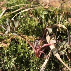 Capnoides sempervirens