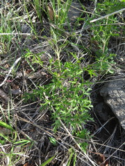 Clematis aethusifolia latisecta
