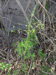 Clematis aethusifolia latisecta