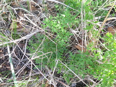 Clematis aethusifolia latisecta