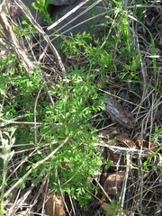 Clematis aethusifolia latisecta
