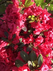 Rhododendron