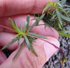 Viola decumbens scrotiformis