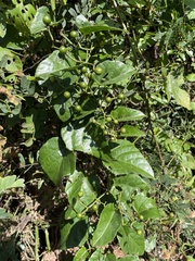 Cissus fragilis