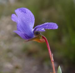 Viola decumbens scrotiformis