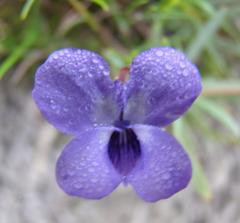 Viola decumbens scrotiformis