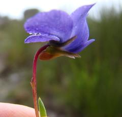 Viola decumbens scrotiformis