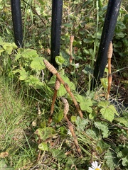 Equisetum arvense