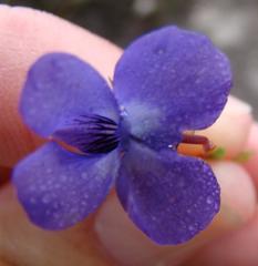 Viola decumbens scrotiformis