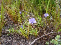 Viola decumbens scrotiformis