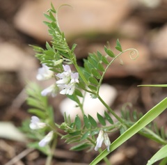 Vicia leucantha