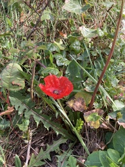 Papaver rhoeas