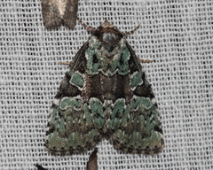 Leuconycta lepidula