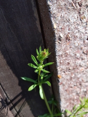 Galium aparine