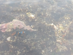 Calcinus laevimanus